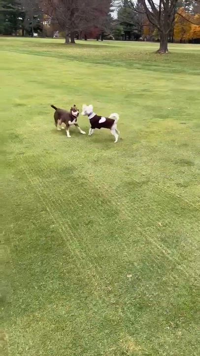 Enlarge Henry, a Adoptable Yorkie Poo in Penfield, NY video 5/6