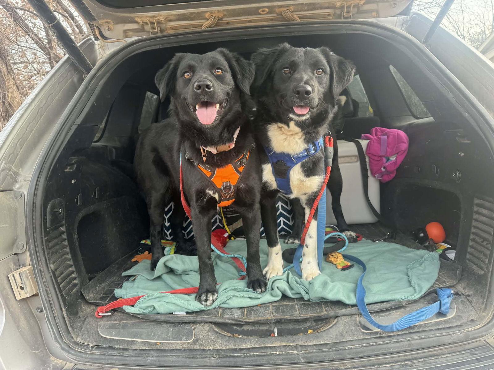 Dusty, Adoptable, Adult Male Labrador Retriever.