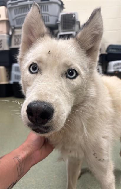 SNOW, Adoptable, Young Female Siberian Husky.