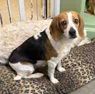 Enlarge Miss Kitty, an adopted Beagle in Alburtis, PA image 1/1
