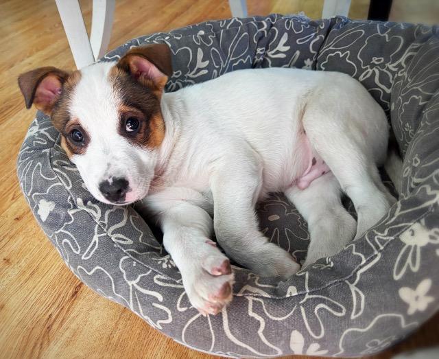Enlarge Panda, an adopted mixed breed in Manhasset, NY image 5/6