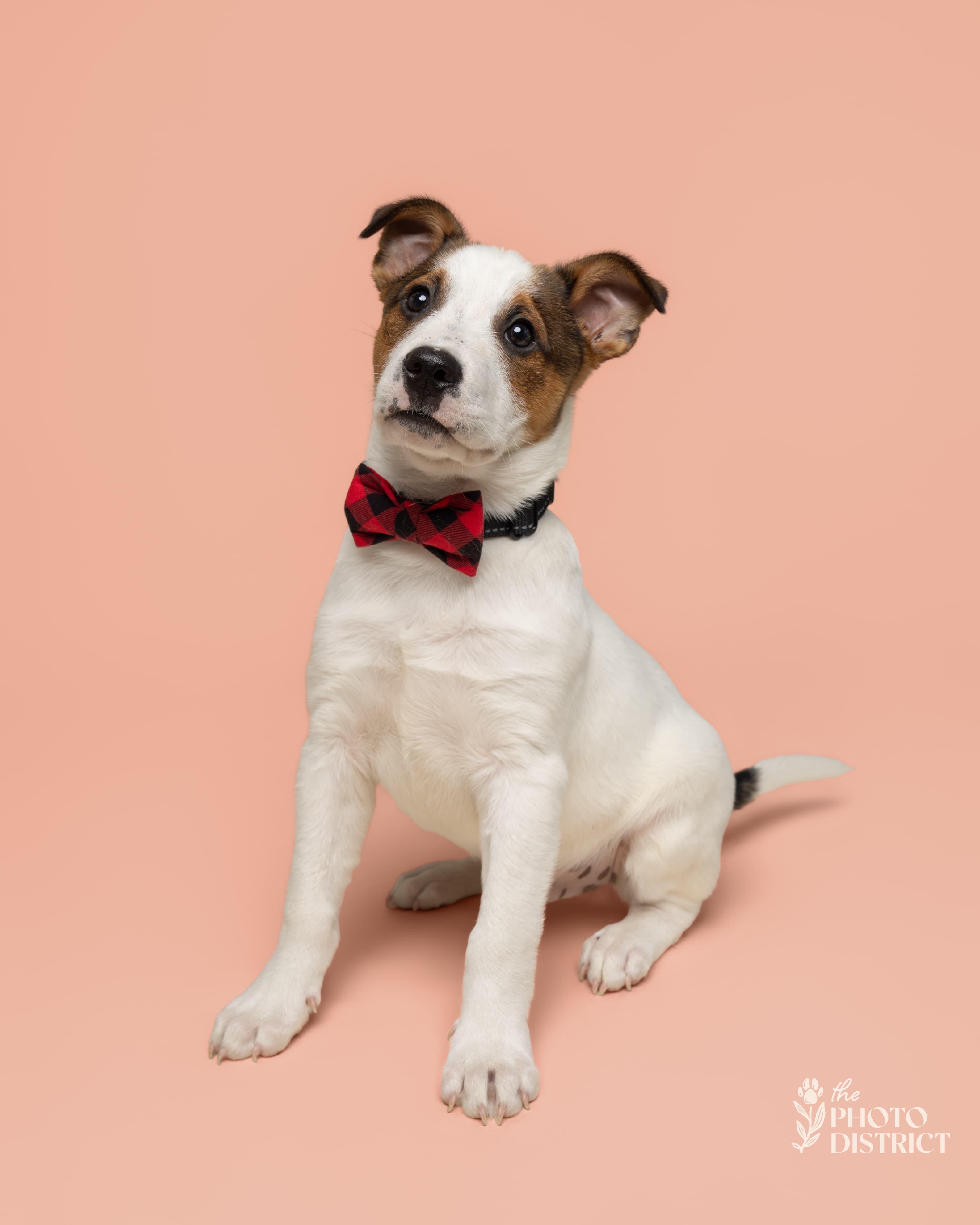 Panda, ADOPTABLE, Puppy Male Australian Cattle Dog / Blue Heeler.