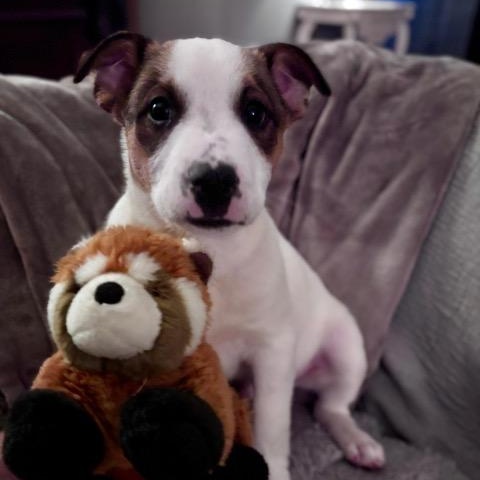 Enlarge Panda, an adopted mixed breed in Manhasset, NY image 2/6