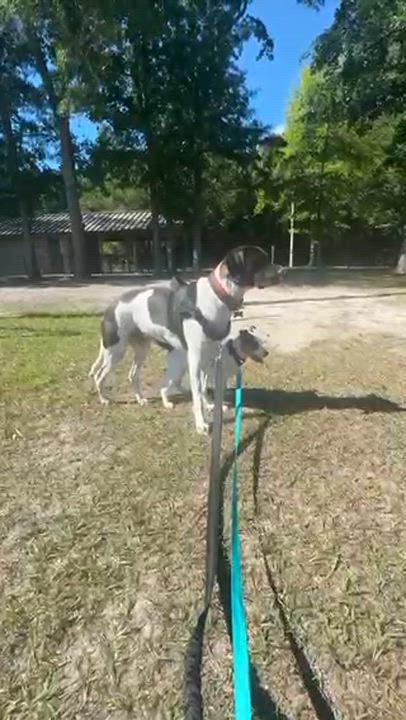 Enlarge Panda, an adopted mixed breed in Manhasset, NY video 3/6