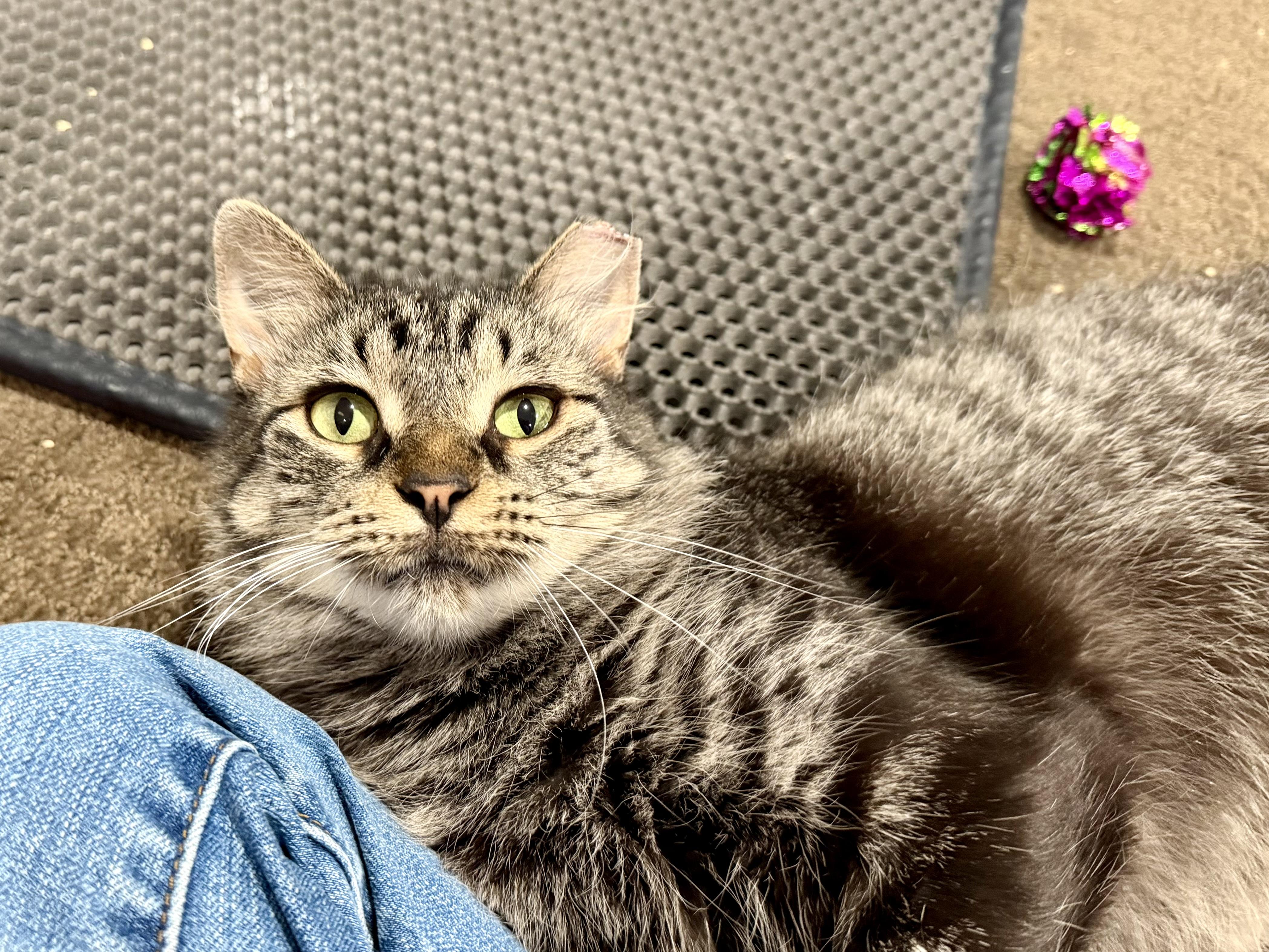 Enlarge Wolf, a Adoptable Domestic Medium Hair in Milwaukee, WI image 3/6