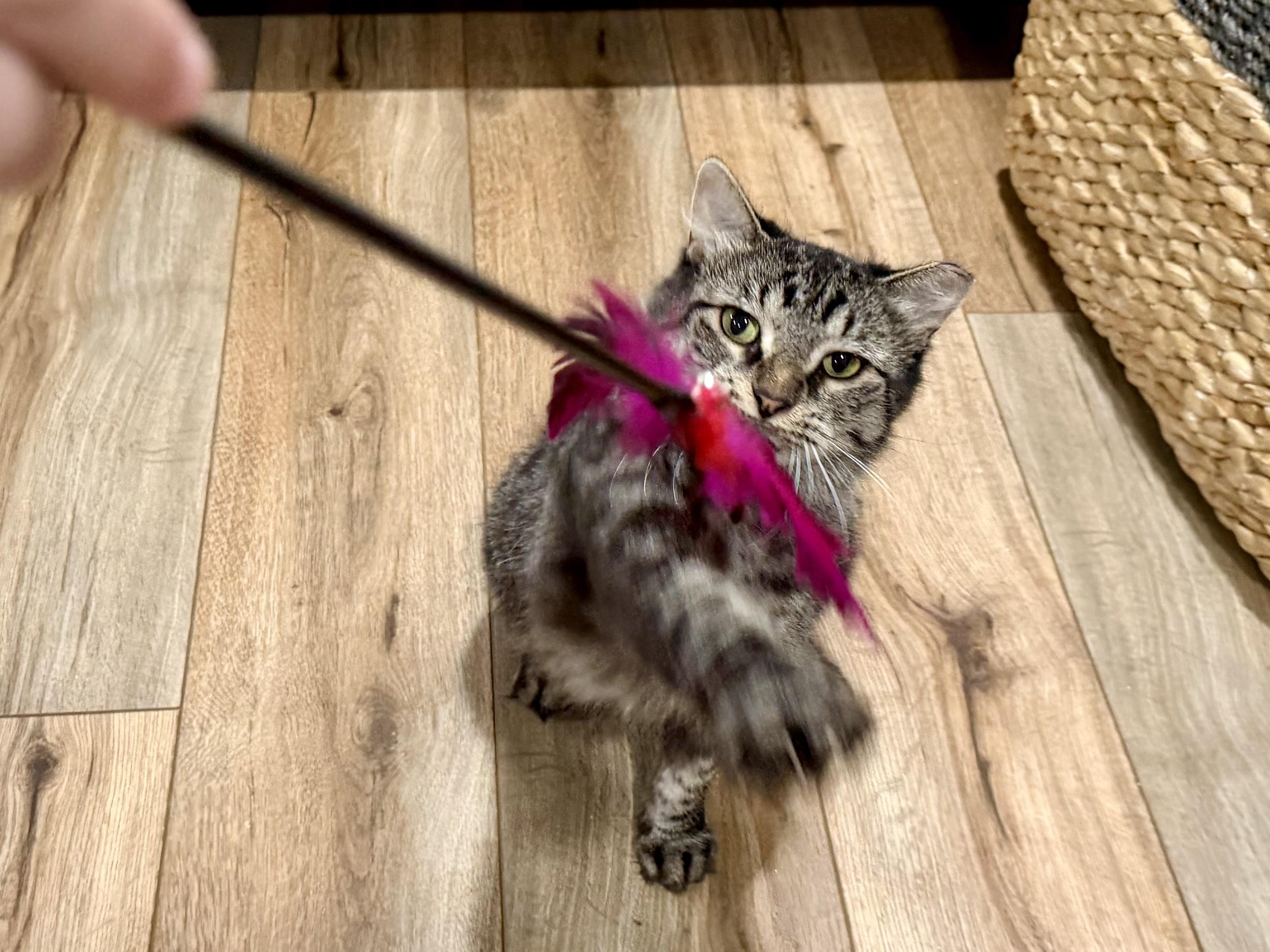 Enlarge Wolf, a Adoptable Domestic Medium Hair in Milwaukee, WI image 4/6