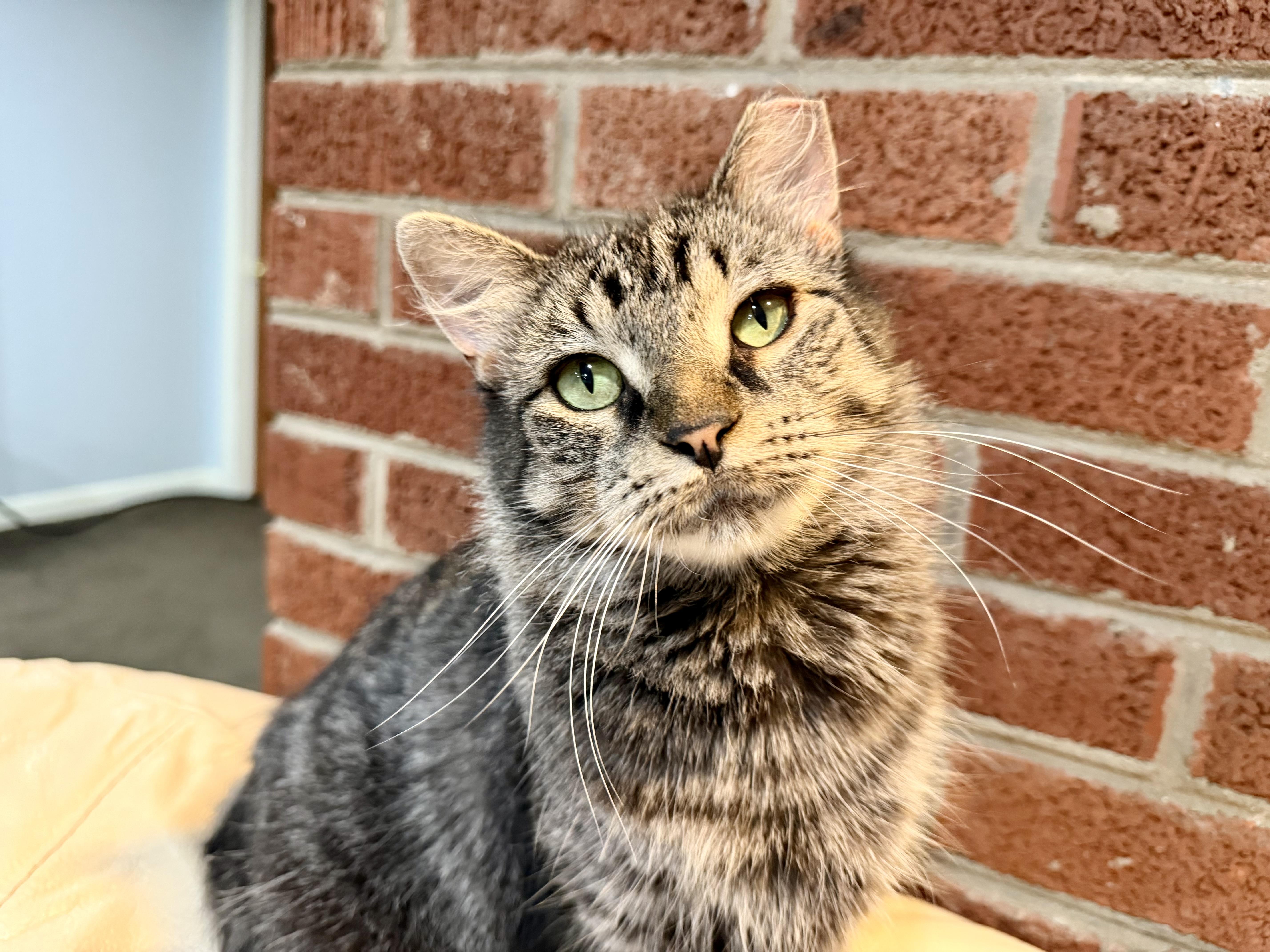 Enlarge Wolf, a Adoptable Domestic Medium Hair in Milwaukee, WI image 1/6