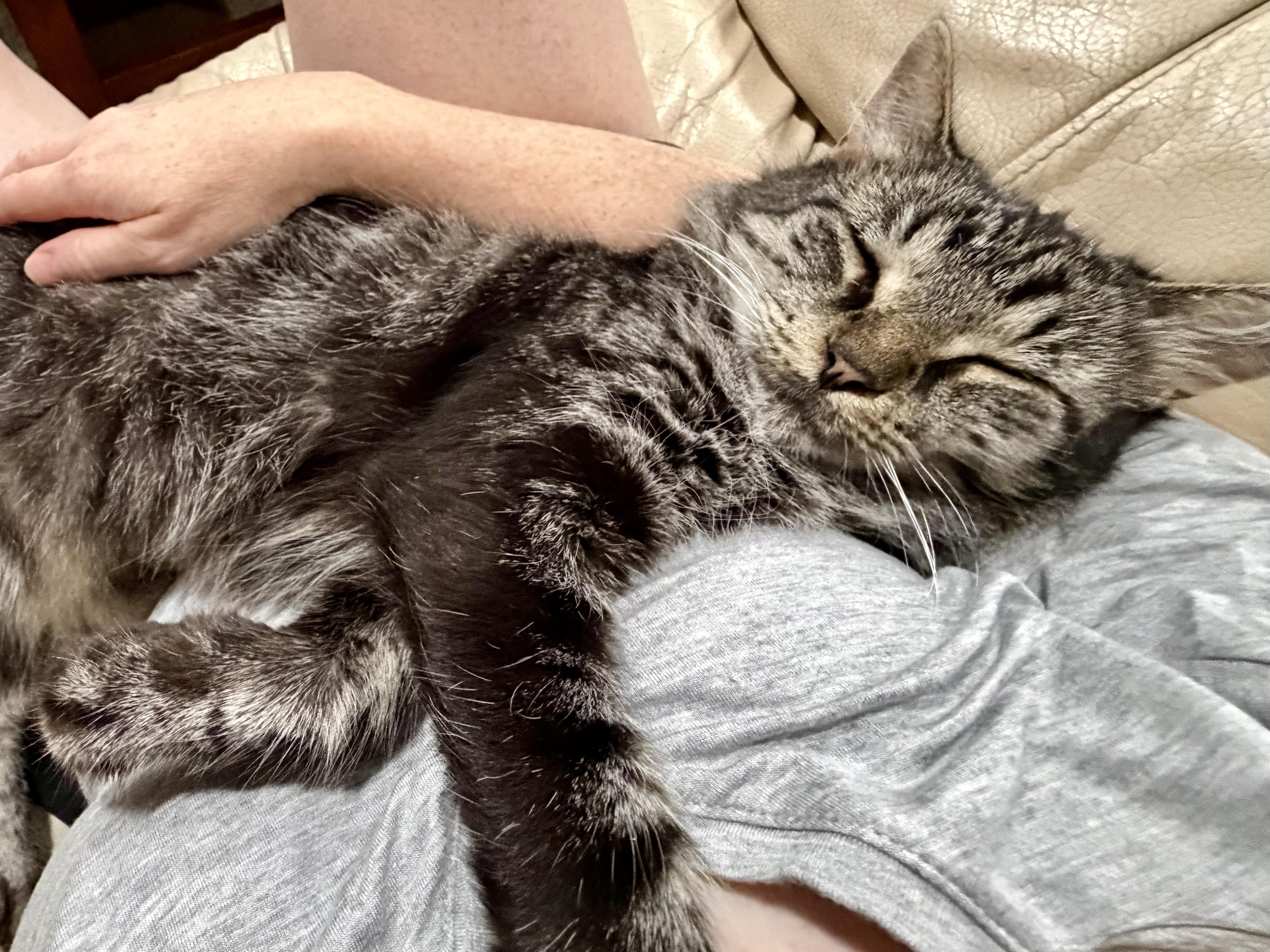 Enlarge Wolf, a Adoptable Domestic Medium Hair in Milwaukee, WI image 5/6