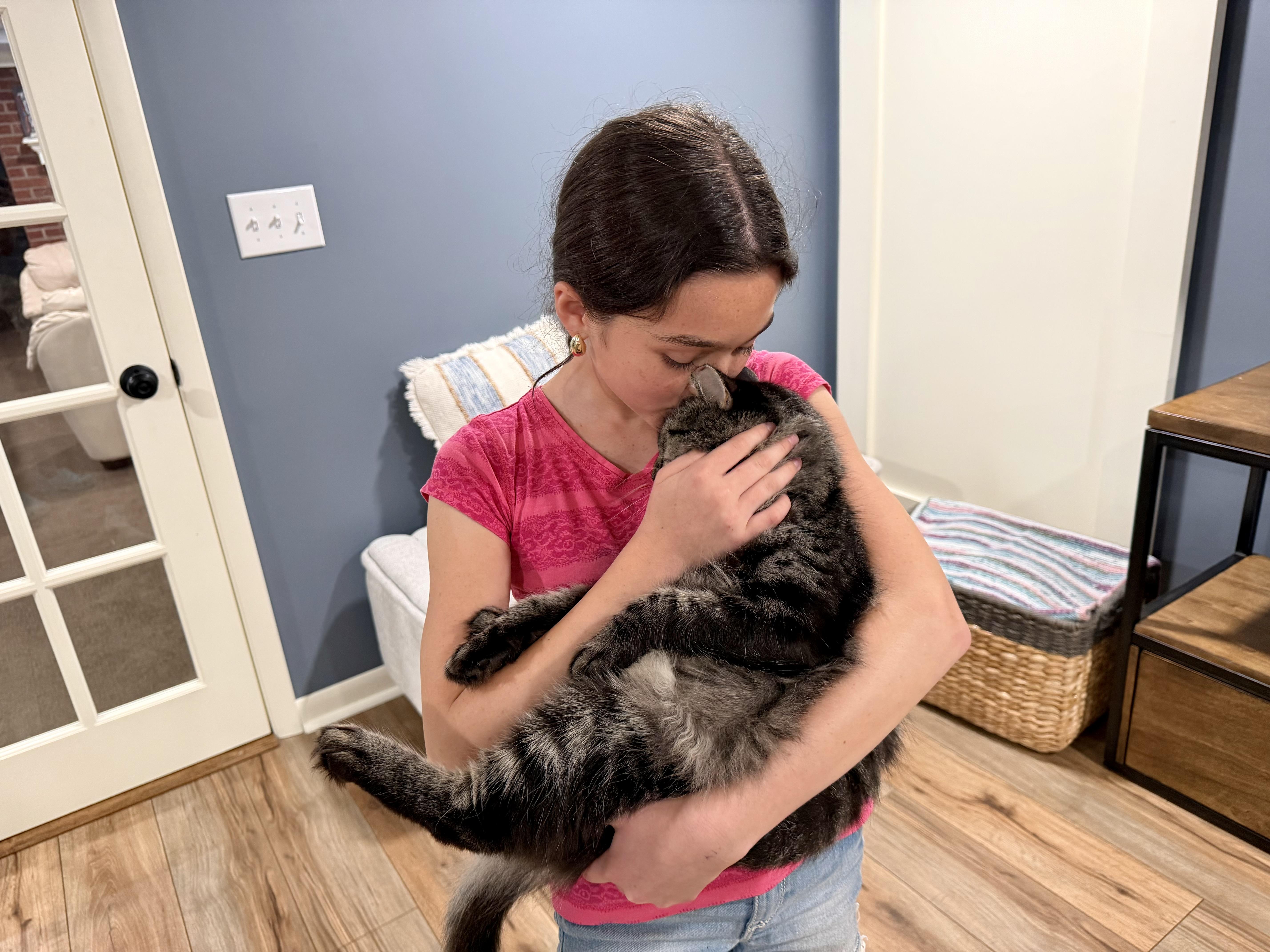 Enlarge Wolf, a Adoptable Domestic Medium Hair in Milwaukee, WI image 2/6