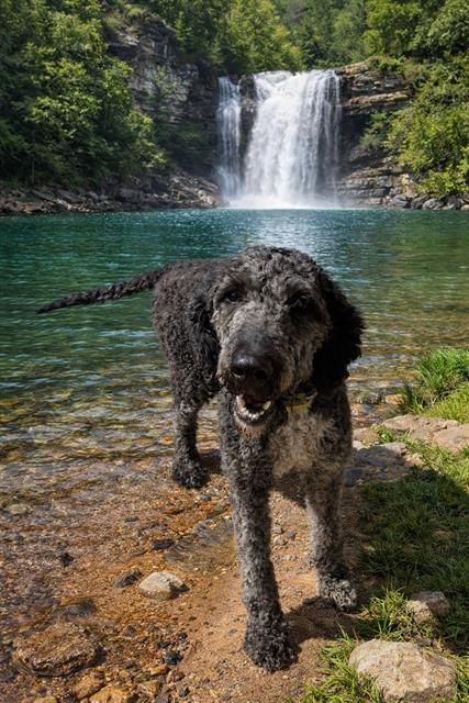 CURLY SUE, Adoptable, Adult Female Poodle.