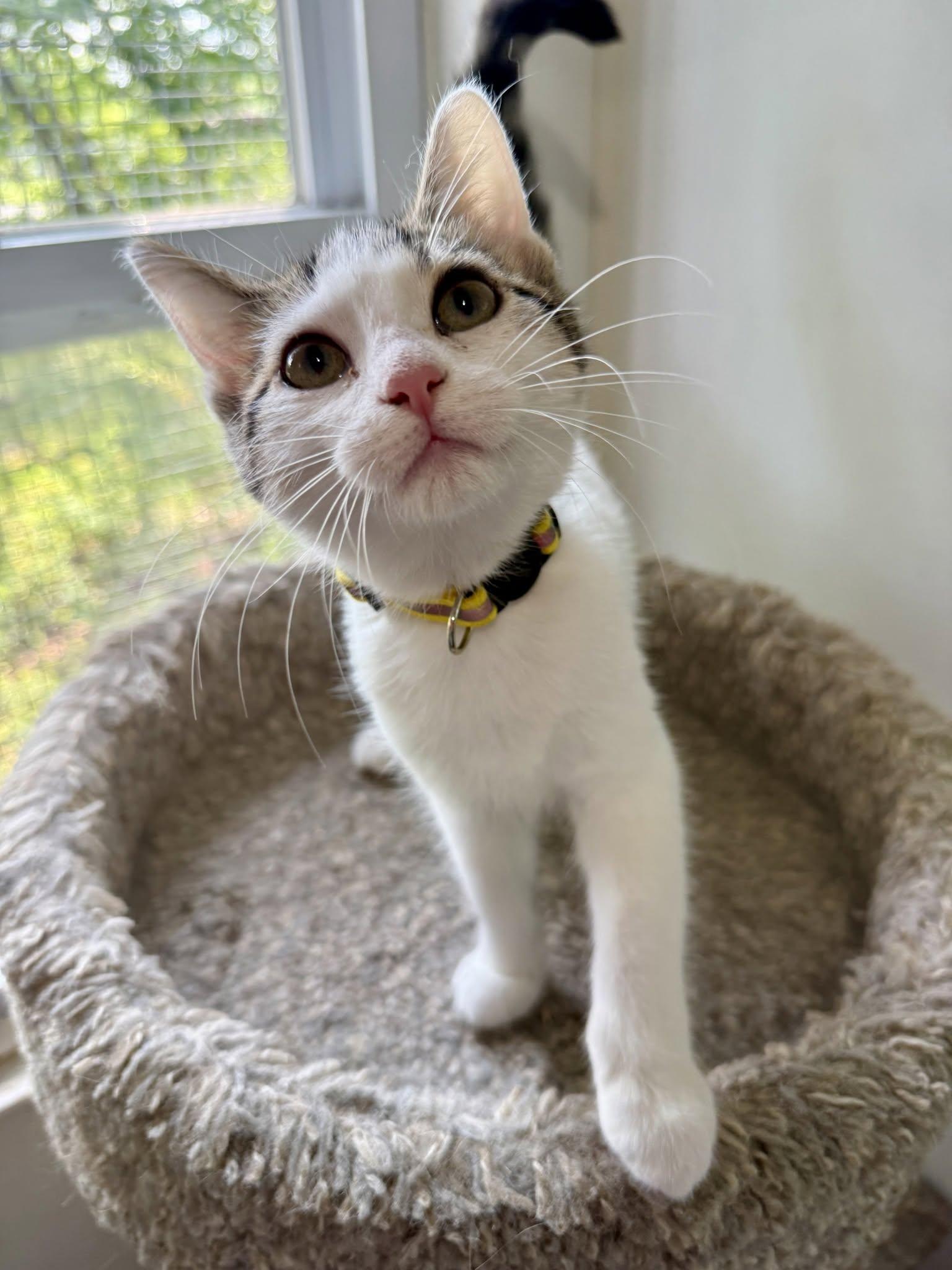 Dolly, a ADOPTABLE Domestic Short Hair in Ashland, OH image 2/4
