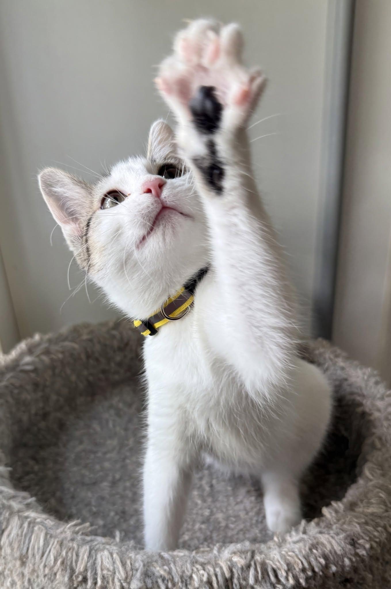 Dolly, a ADOPTABLE Domestic Short Hair in Ashland, OH image 3/4