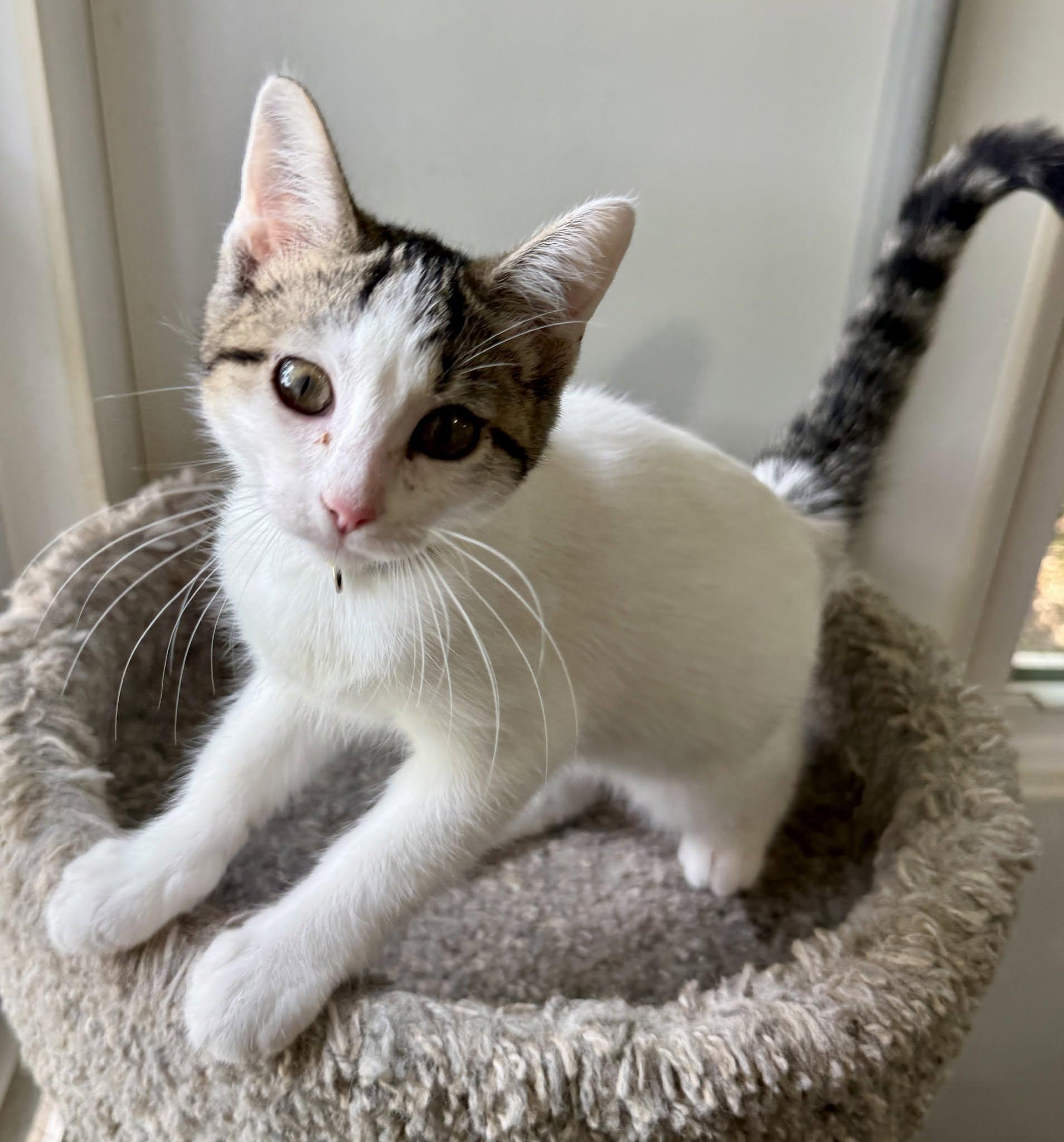 Dolly, a ADOPTABLE Domestic Short Hair in Ashland, OH image 4/4