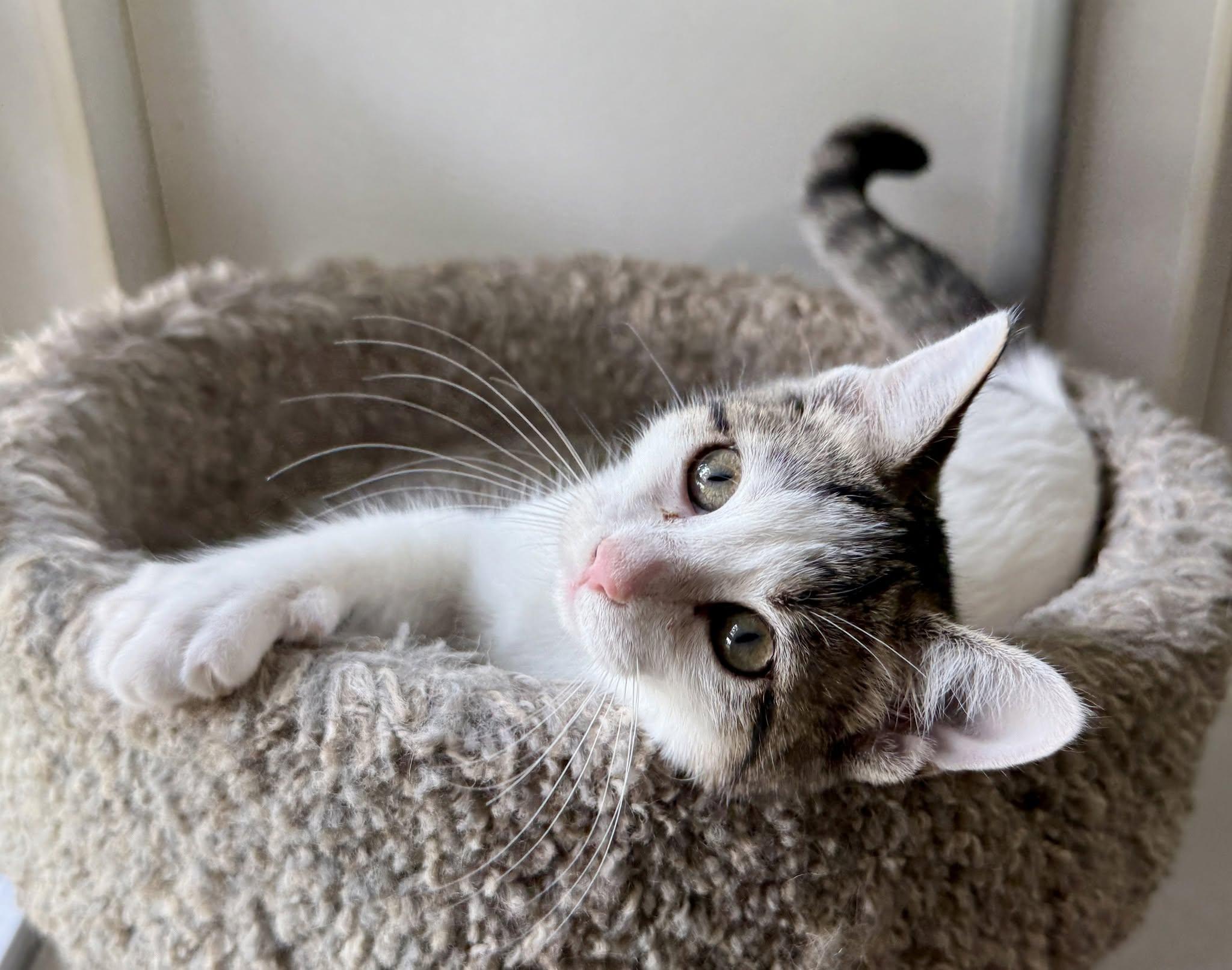 Dolly, ADOPTABLE, Kitten Female Domestic Short Hair.
