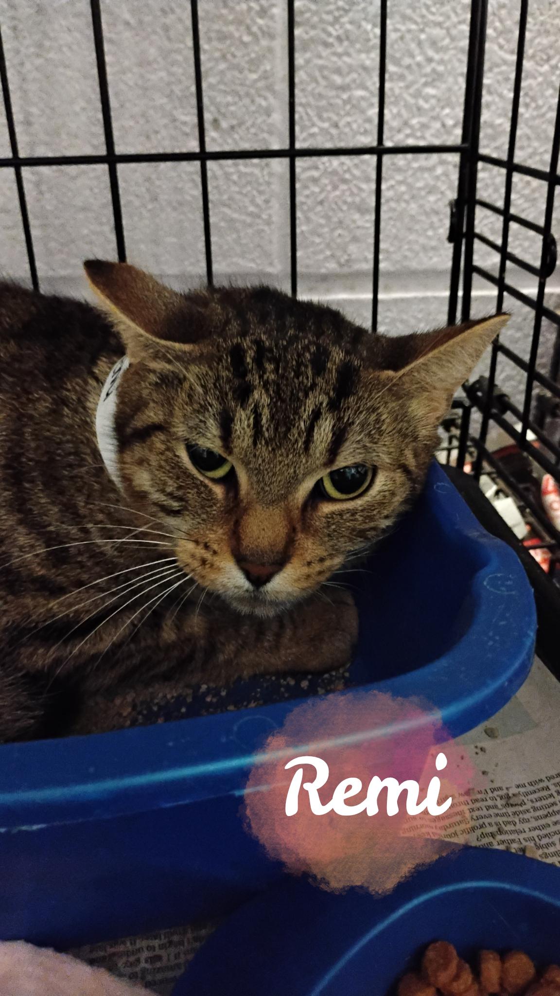 Remi, Adoptable, Young Female Tabby.