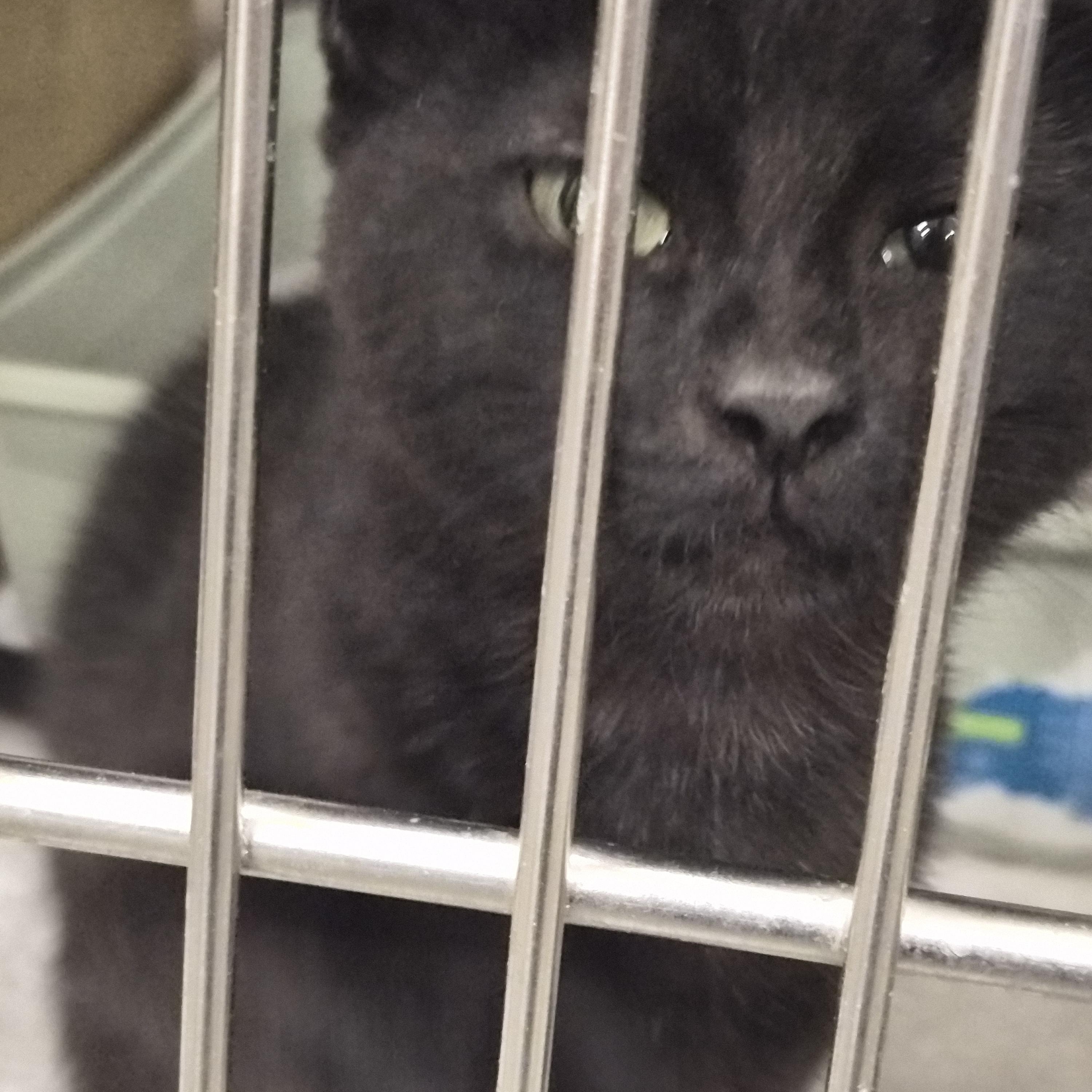 Enlarge Lela, an adopted Domestic Short Hair in Greeley, CO image 2/3