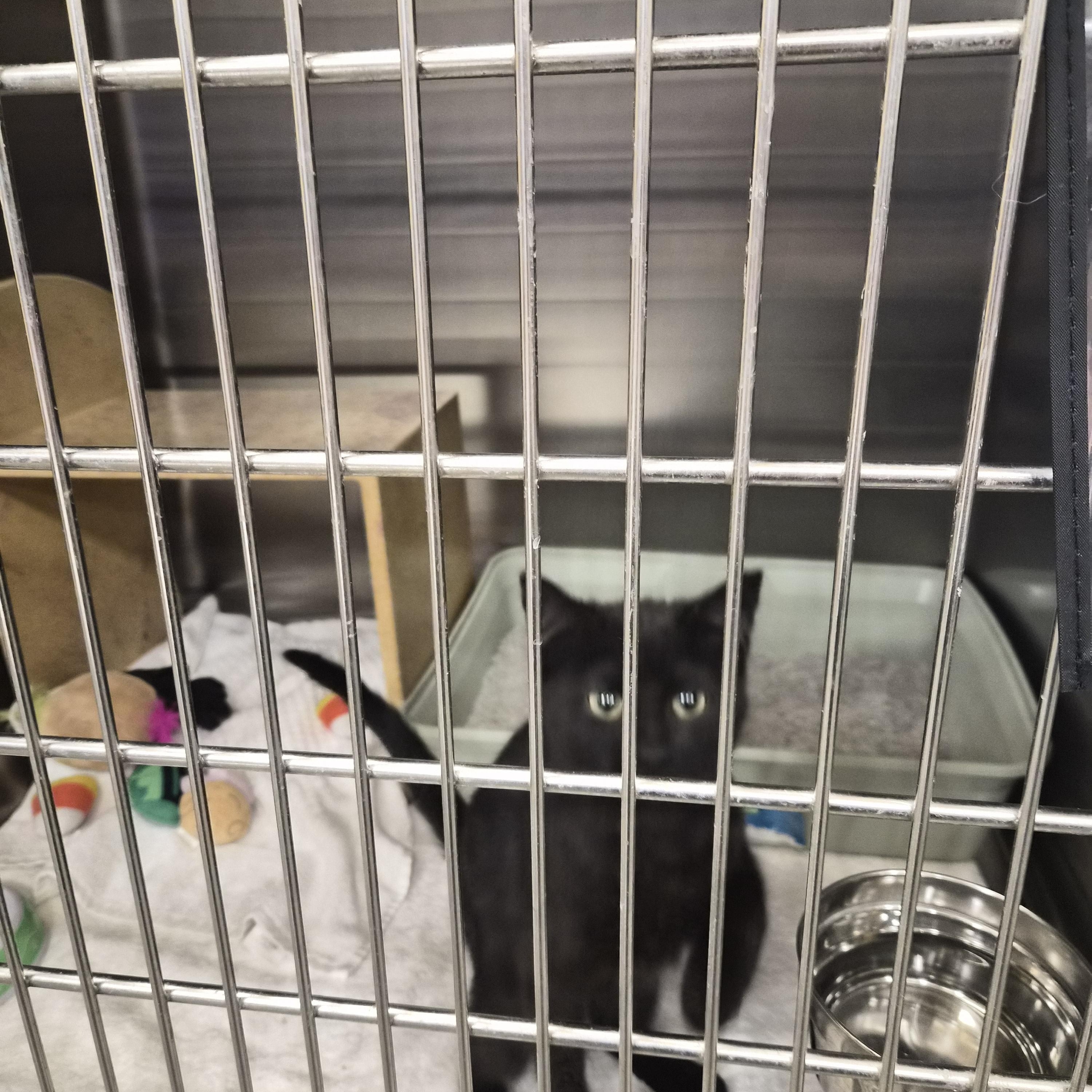 Enlarge Lela, an adopted Domestic Short Hair in Greeley, CO image 1/3