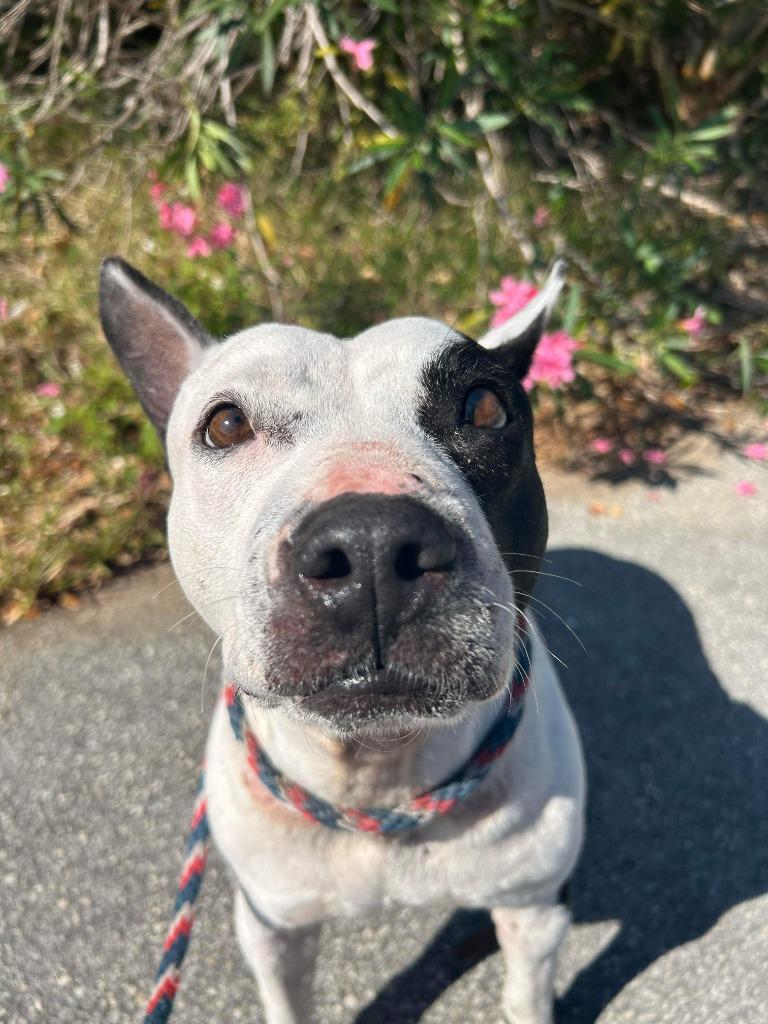 Bluebell, Adoptable, Senior Female Bull Terrier & Mixed Breed.