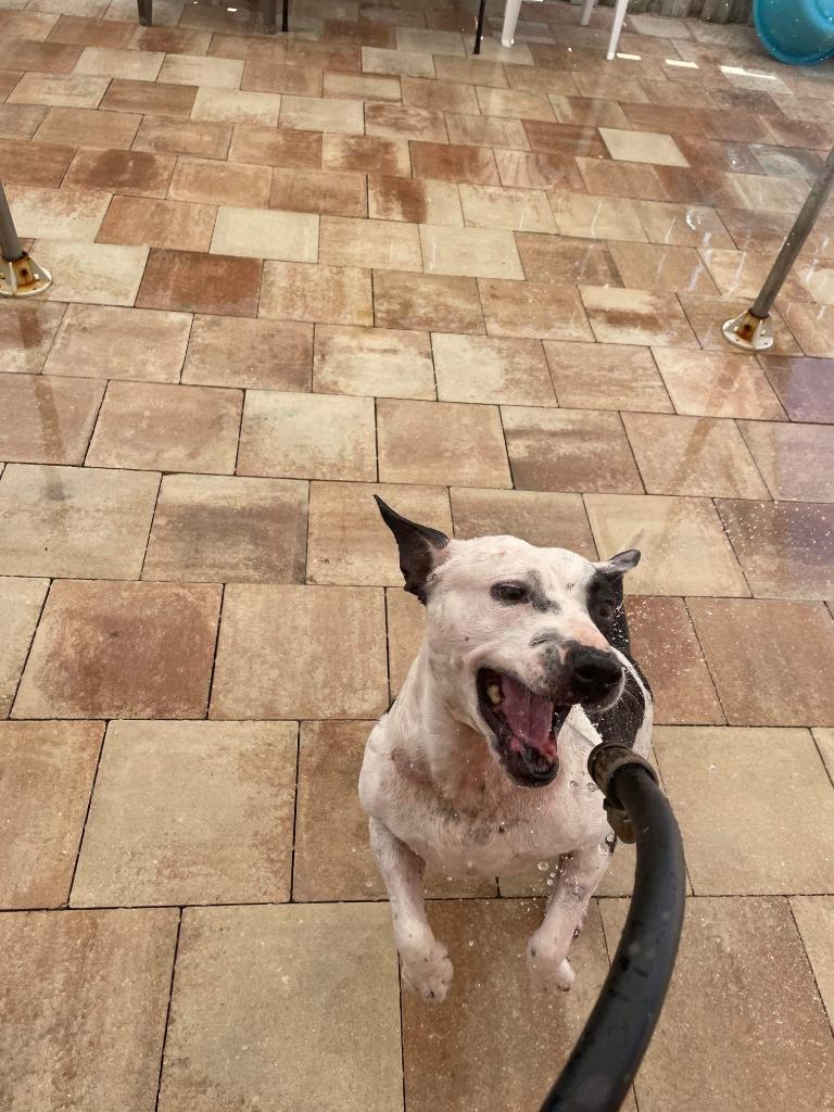 Enlarge Bluebell, a Adoptable mixed breed in Sebastian, FL image 4/6