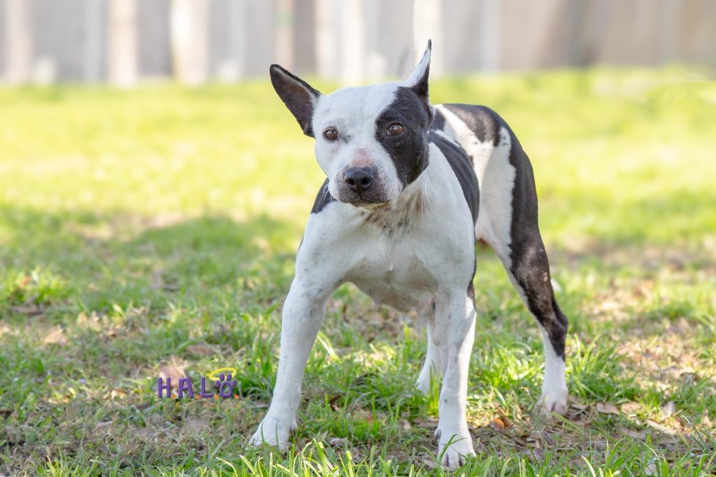 Bluebell, a Adoptable mixed breed in Sebastian, FL image 4/6