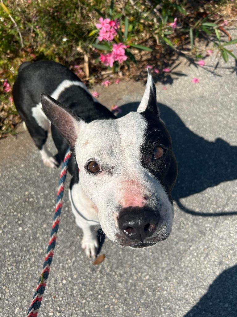 Bluebell, a Adoptable mixed breed in Sebastian, FL image 5/6