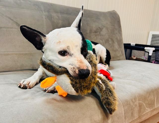 Enlarge Bluebell, a Adoptable mixed breed in Sebastian, FL image 6/6