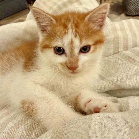 General, Adoptable, Kitten Male Domestic Short Hair & Domestic Short Hair.