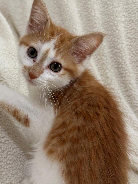 General, Adoptable, Kitten Male Domestic Short Hair & Domestic Short Hair.