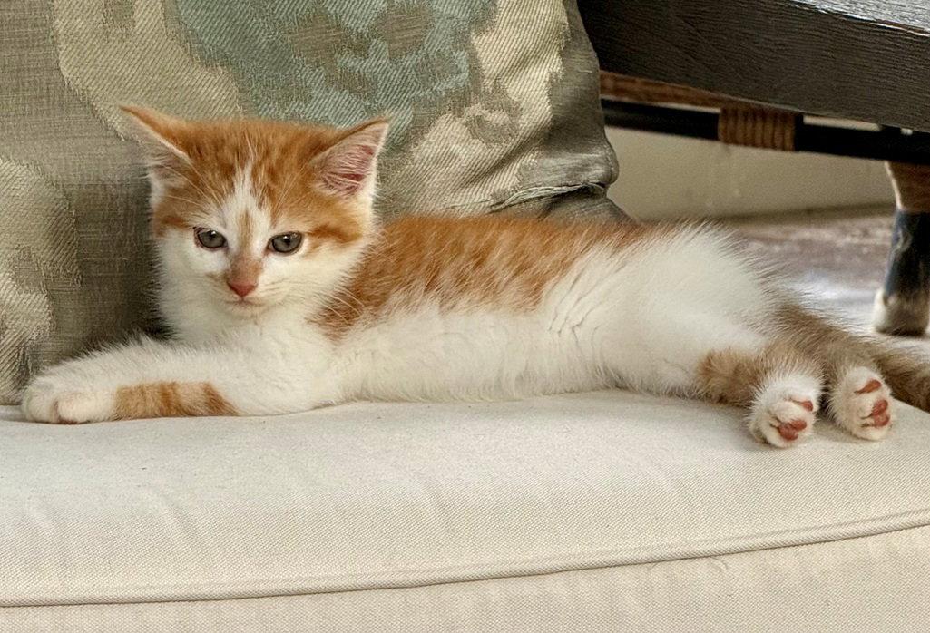 Enlarge General, a Adoptable mixed breed in Nashville, TN image 2/3