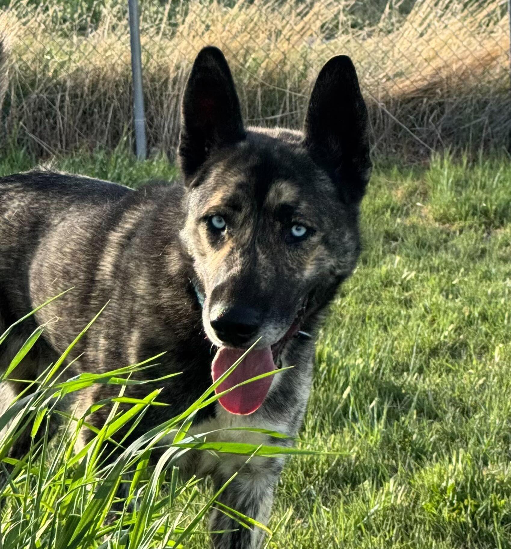 Takoda, Adoptable, Adult Male Siberian Husky.