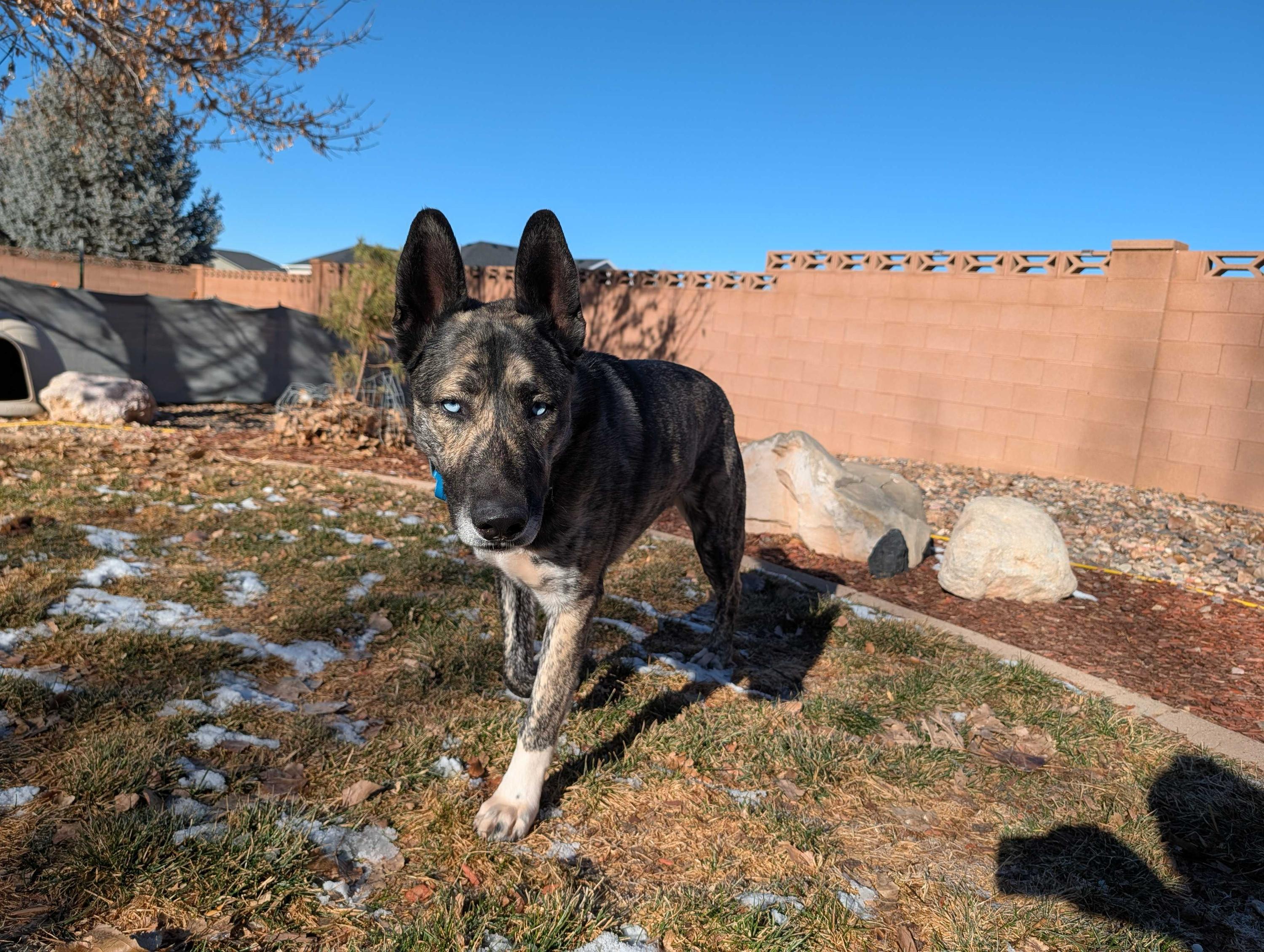 Enlarge Takoda, a Adoptable mixed breed in Cottonwood Heights, UT image 1/6