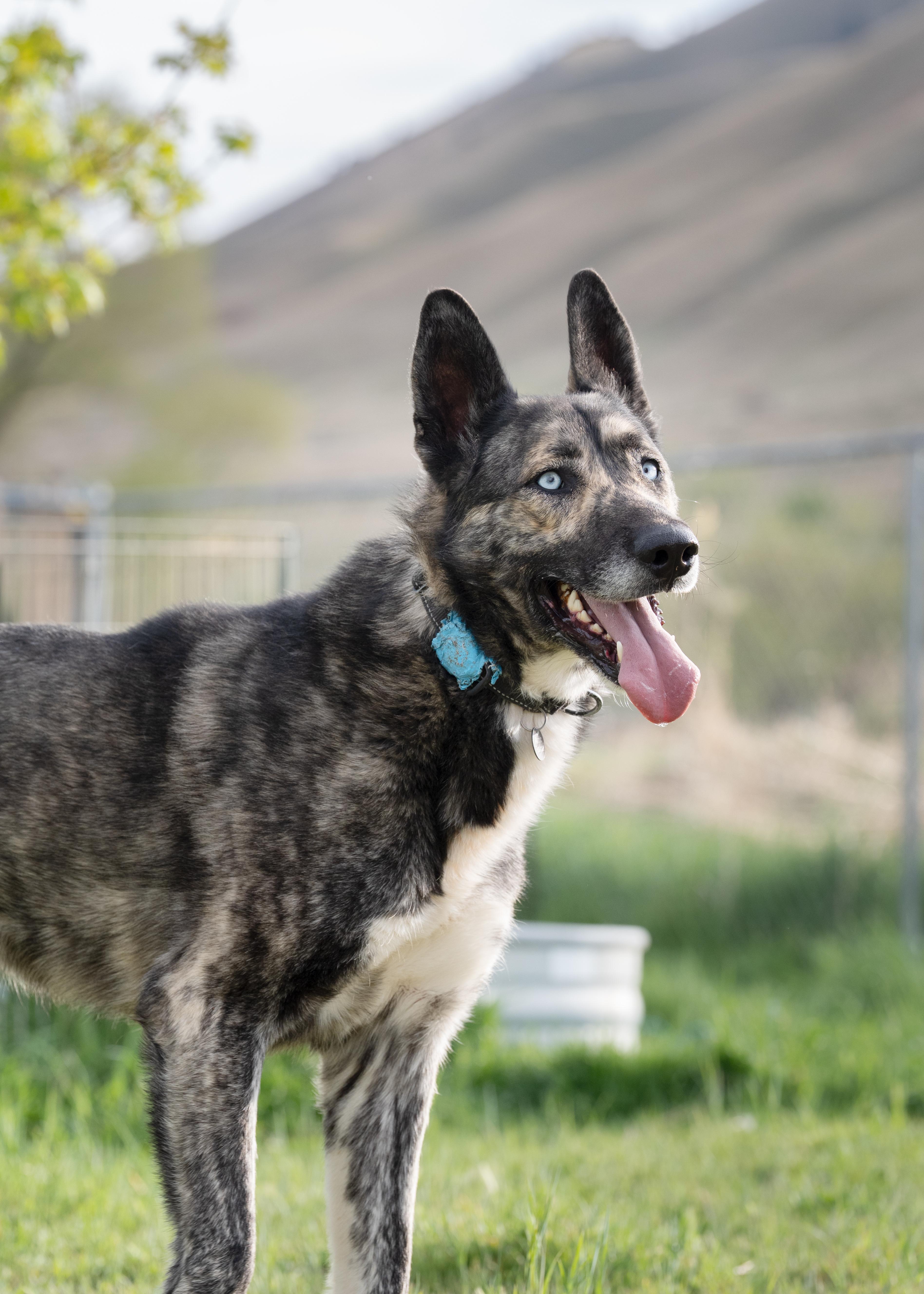 Enlarge Takoda, a Adoptable mixed breed in Cottonwood Heights, UT image 2/6