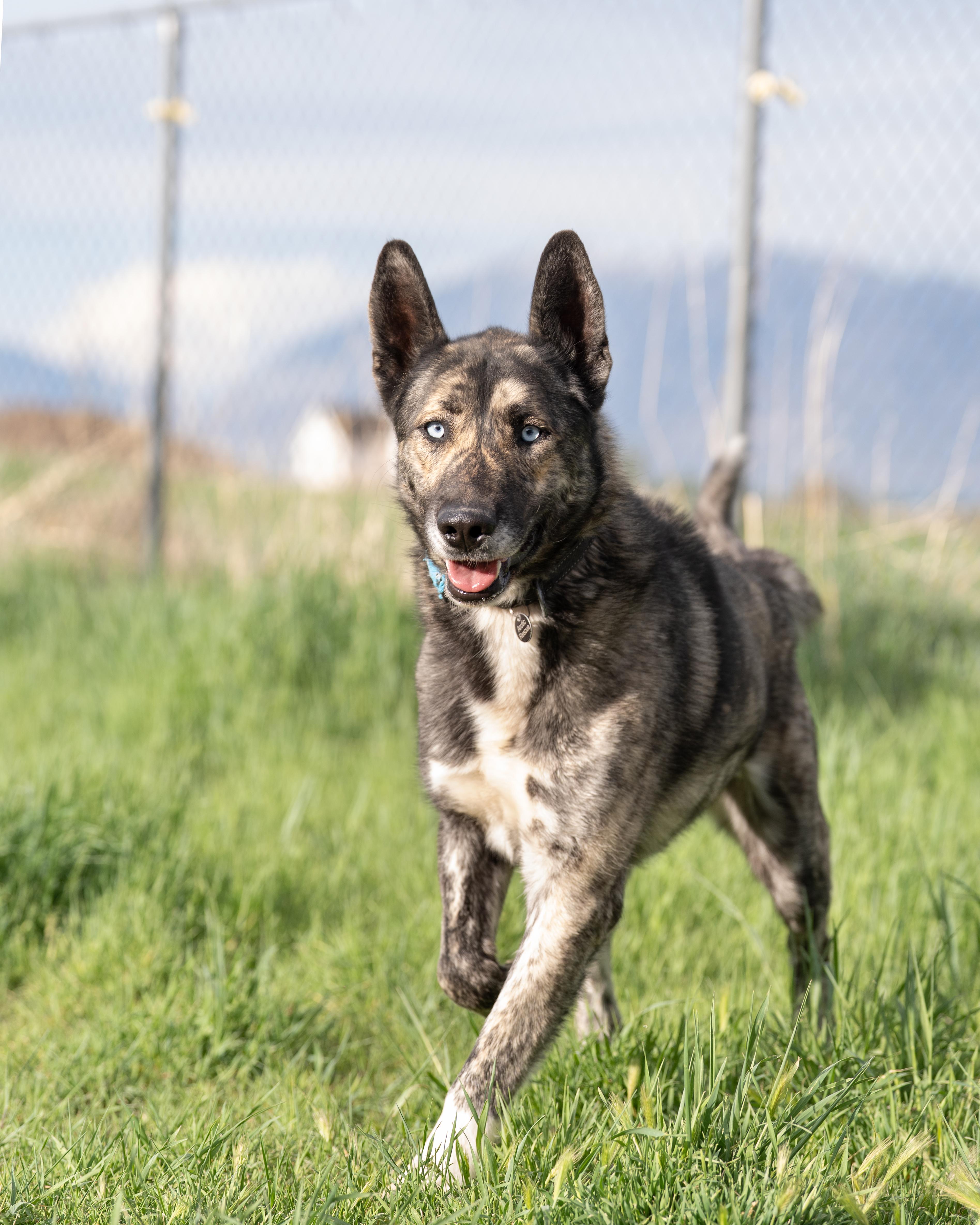 Enlarge Takoda, a Adoptable mixed breed in Cottonwood Heights, UT image 3/6