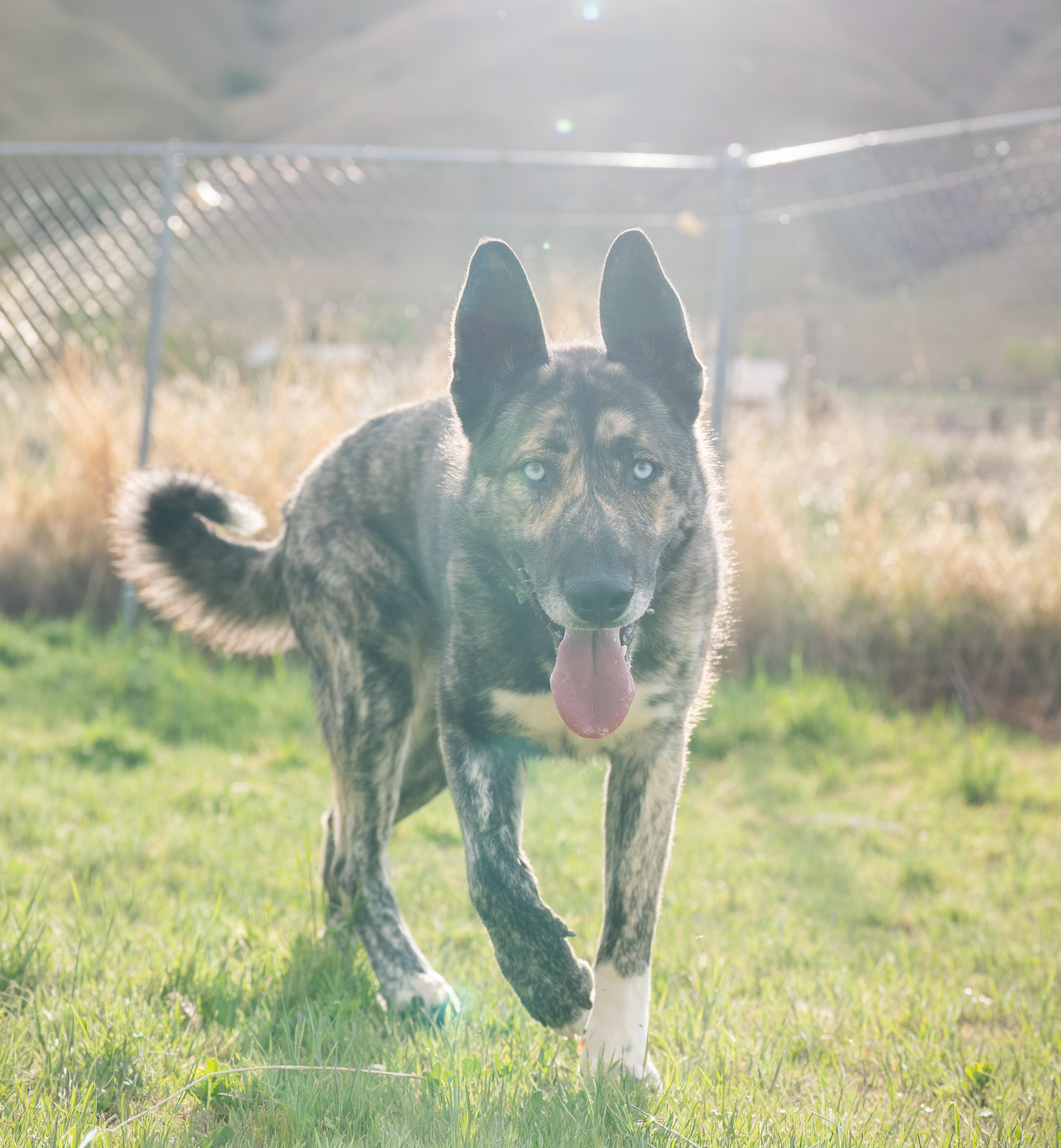Enlarge Takoda, a Adoptable mixed breed in Cottonwood Heights, UT image 4/6