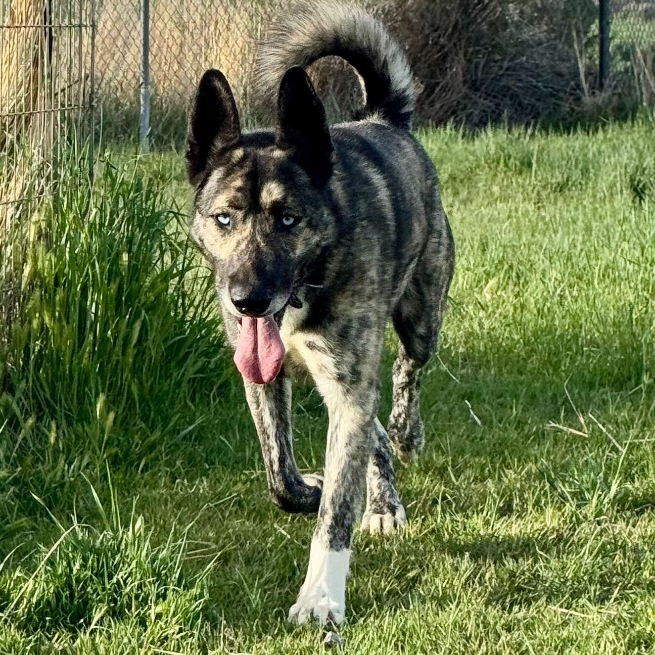 Enlarge Takoda, a Adoptable mixed breed in Cottonwood Heights, UT image 5/6