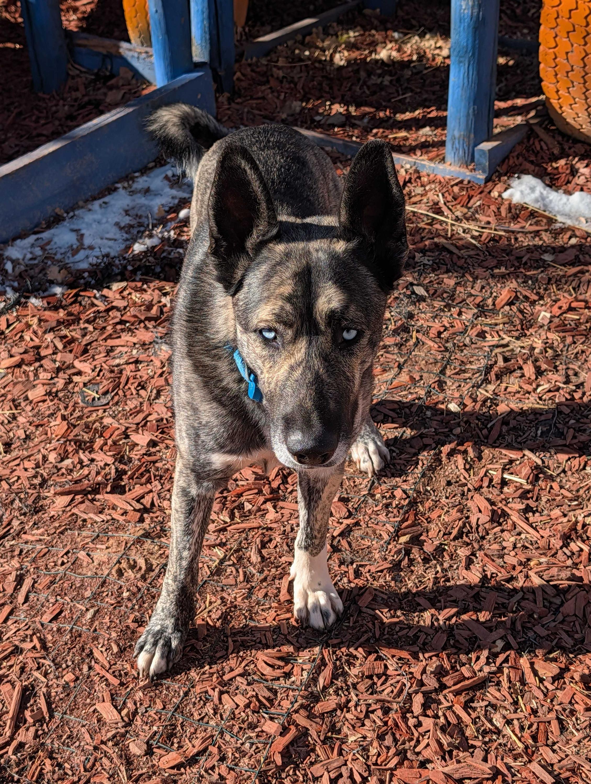 Enlarge Takoda, a Adoptable mixed breed in Cottonwood Heights, UT image 5/6
