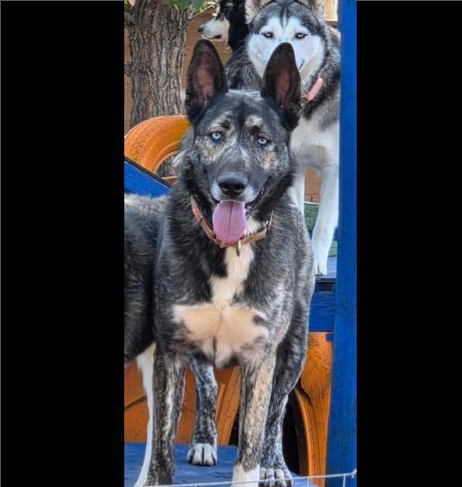 Enlarge Takoda, a Adoptable mixed breed in Cottonwood Heights, UT image 6/6