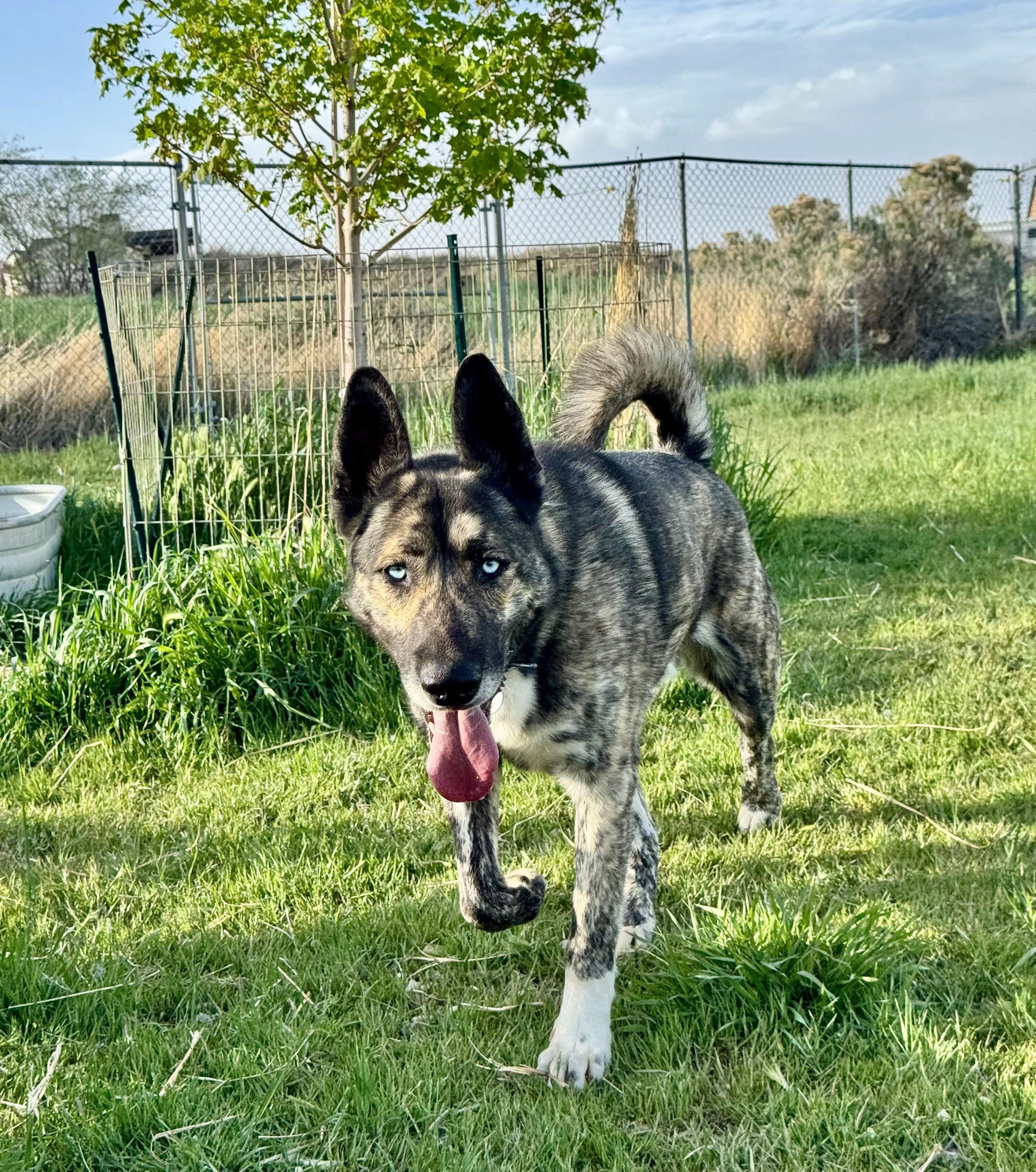 Enlarge Takoda, a Adoptable mixed breed in Cottonwood Heights, UT image 6/6