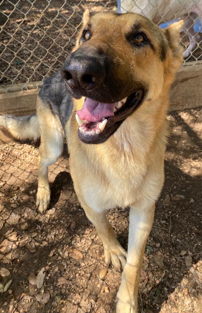 Enlarge Dante, a Adoptable mixed breed in Lockhart, TX image 1/6