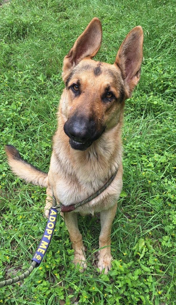 Enlarge Dante, a Adoptable mixed breed in Lockhart, TX image 2/6