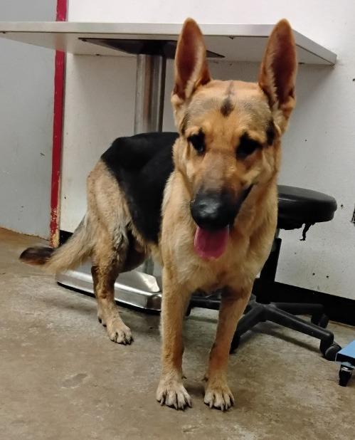 Enlarge Dante, a Adoptable mixed breed in Lockhart, TX image 3/6