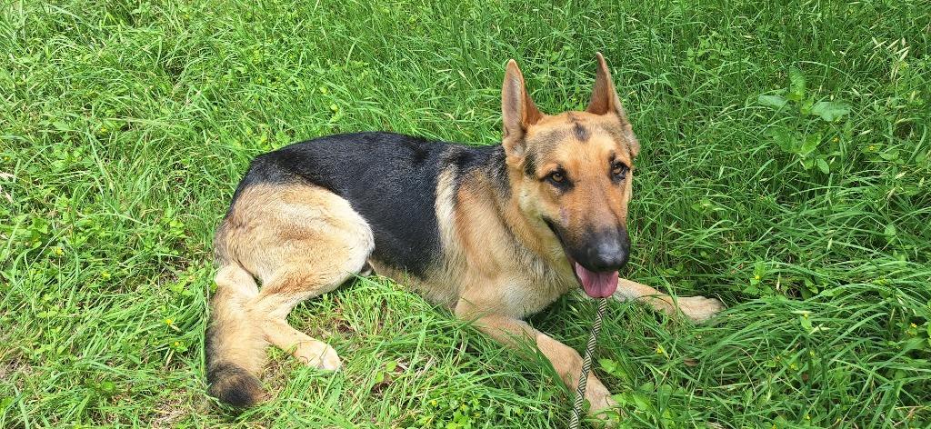 Enlarge Dante, a Adoptable mixed breed in Lockhart, TX image 4/6