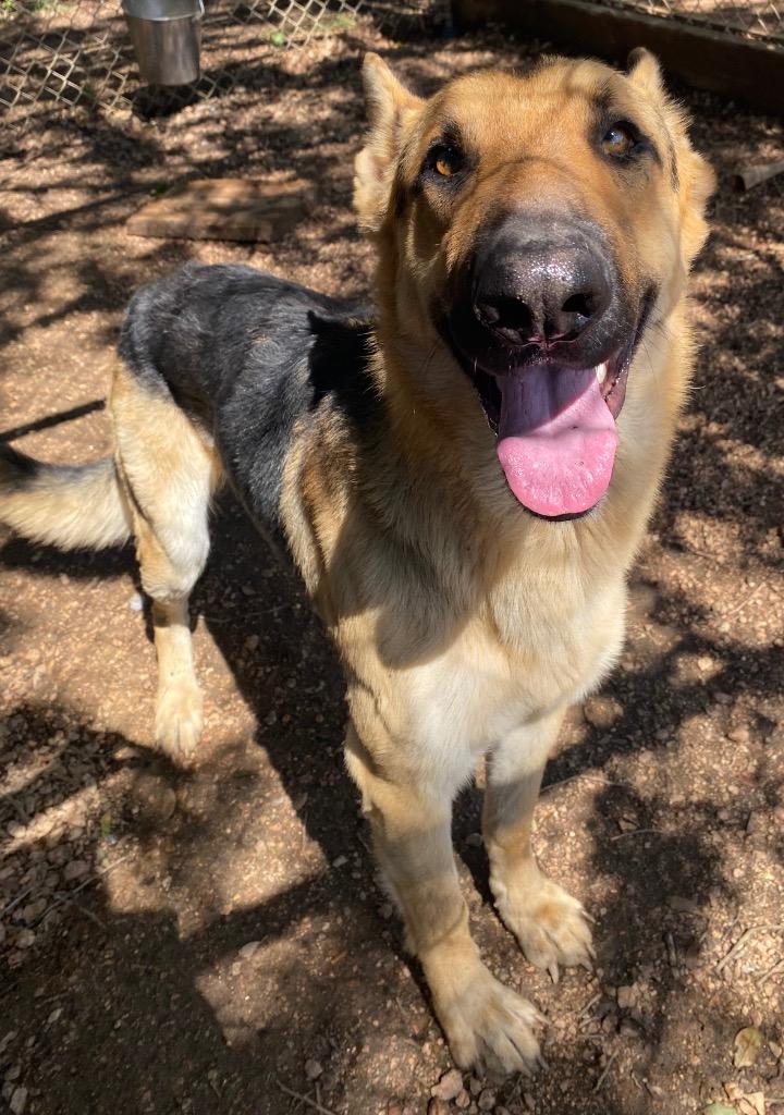 Enlarge Dante, a Adoptable mixed breed in Lockhart, TX image 5/6