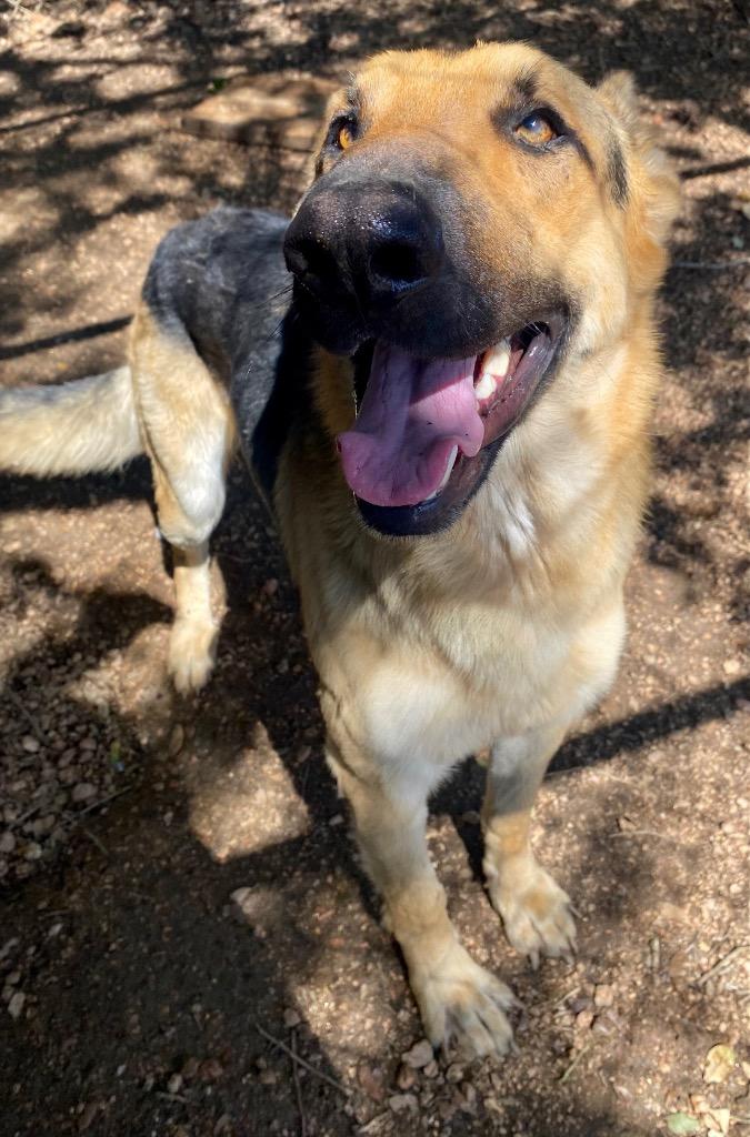 Enlarge Dante, a Adoptable mixed breed in Lockhart, TX image 6/6