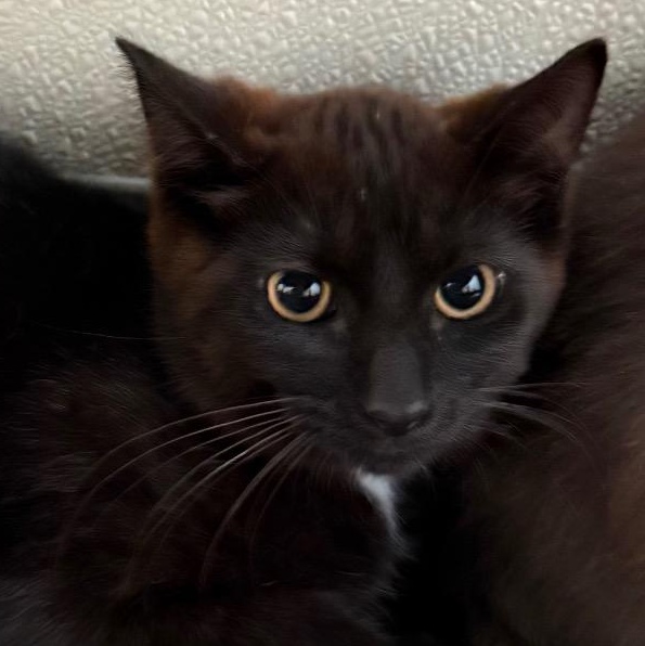 Dixon, Adoptable, Kitten Male Domestic Medium Hair.