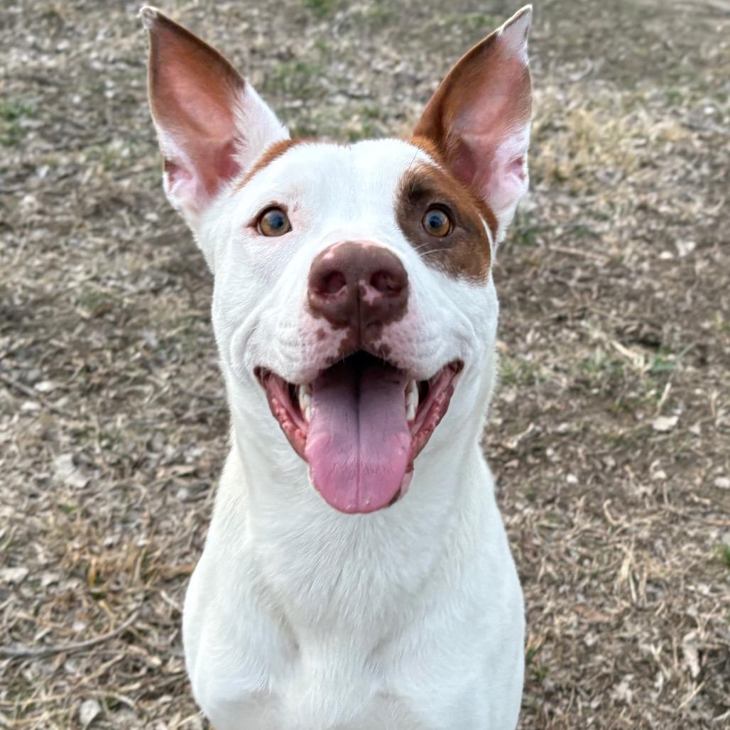 Abe, a Adoptable Mixed Breed in Manhattan, KS image 2/6