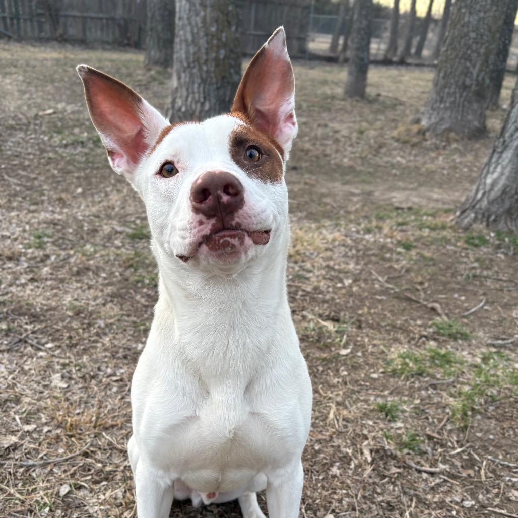 Abe, a Adoptable Mixed Breed in Manhattan, KS image 4/6