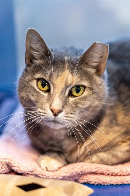 WOODLAND, Adoptable, Adult Female Domestic Short Hair.
