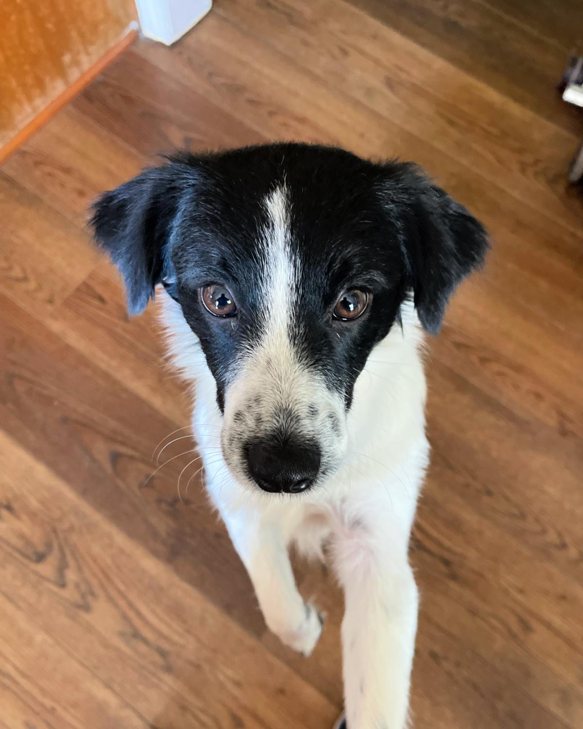 Checkers, a Adopted mixed breed in Frisco, TX image 3/4