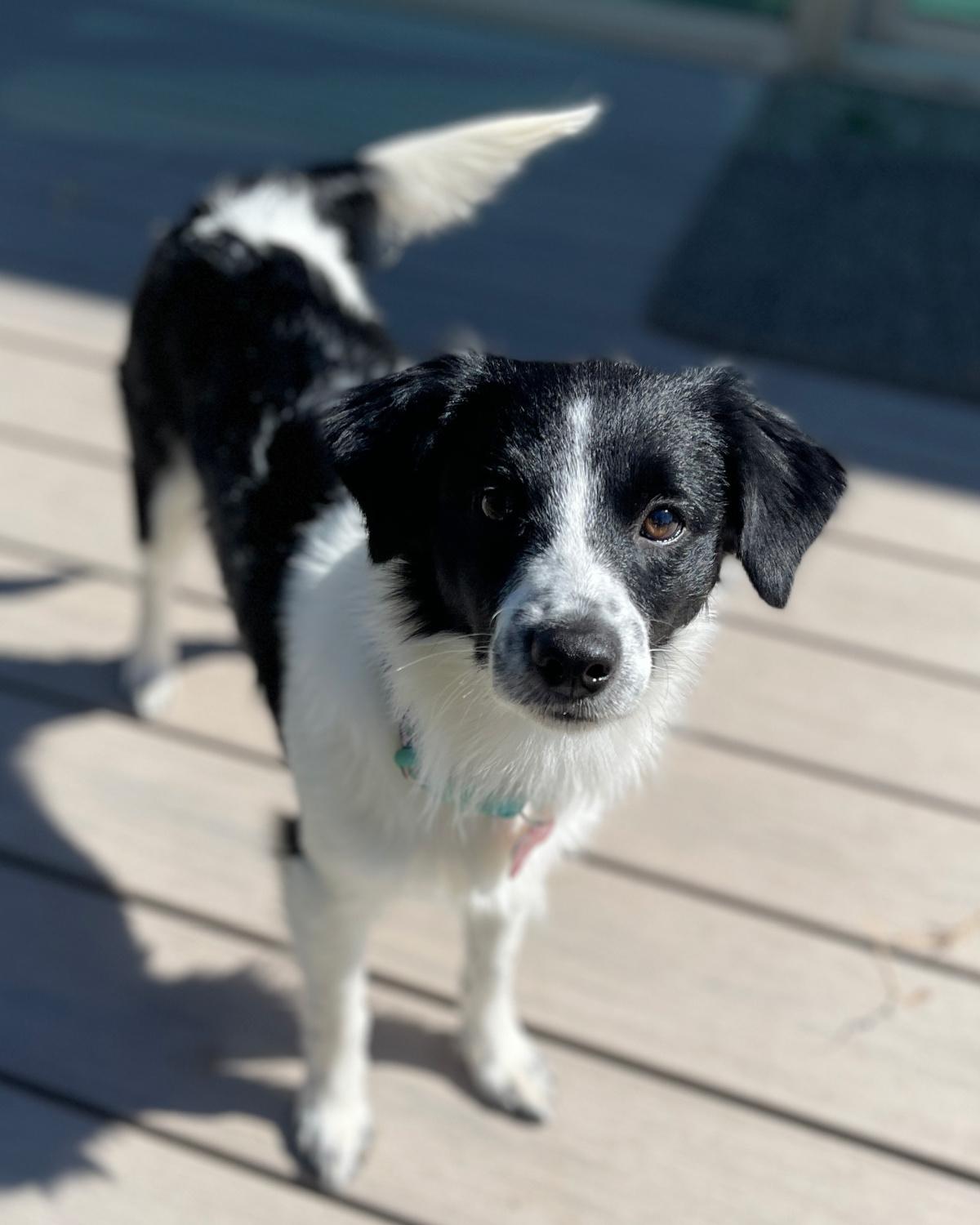 Checkers, Adopted, Young Male Border Collie.